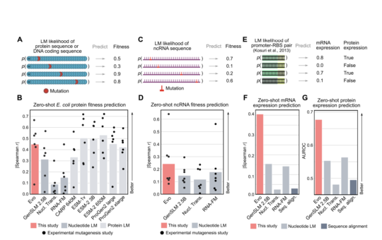 This AI Paper Introduces Evo: A Genomic Foundation Model that Enables Prediction and Generation Tasks from the Molecular to Genome-Scale