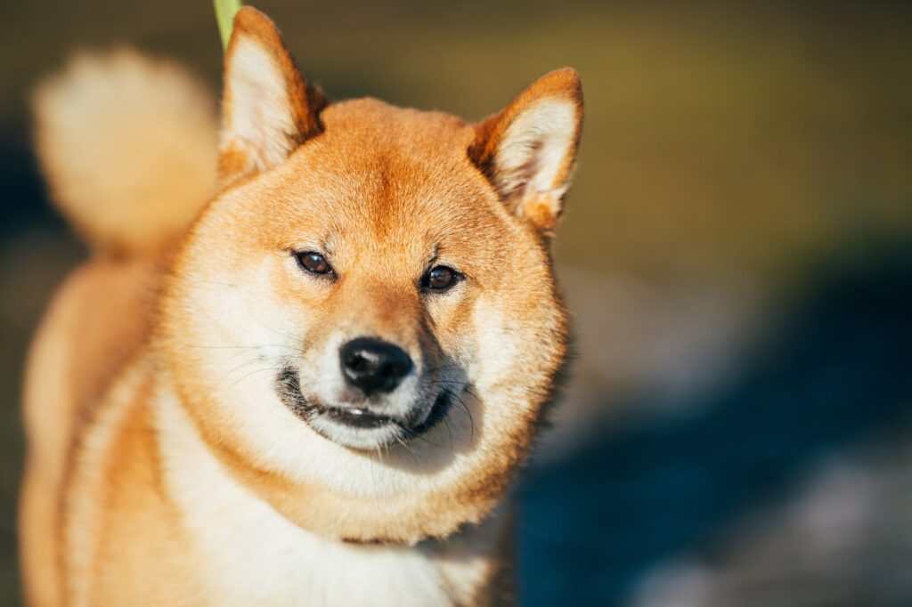 Shiba Inu