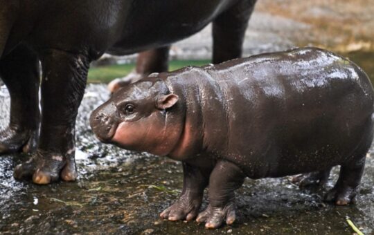 Adorable Baby Hippo Inspires Moo Deng Token — Soars 1,398% in a Week