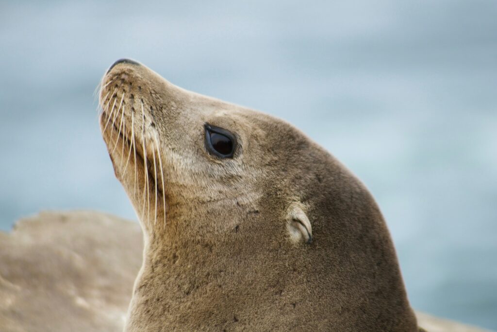 Sea lion illustrating the SEA-LION family of LLMs by Sony Research and AI Singapore.